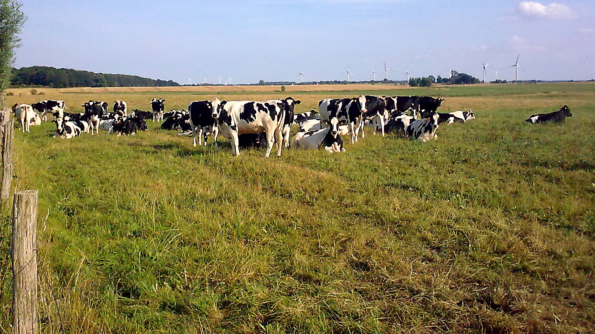 Agrargenossenschaft Bartelshagen I e.G. - Rinder Produktion